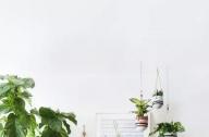 家庭綠植如何擺放更出彩？