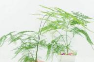 室內如何科學的養殖文竹？