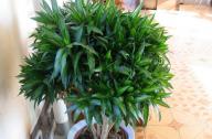 家里養什么植物旺財？