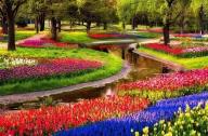 最美花園景觀(guān)設(shè)計(jì)：荷蘭?庫(kù)肯霍夫花園