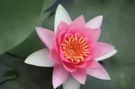 為什么千年古蓮能開花？