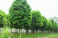 ?？诩爸苓叺貐^植物群落示例